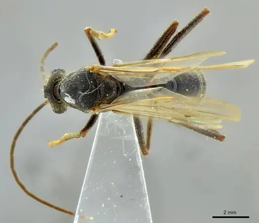 Ectatomma vizottoi specimen