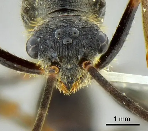 Ectatomma vizottoi specimen