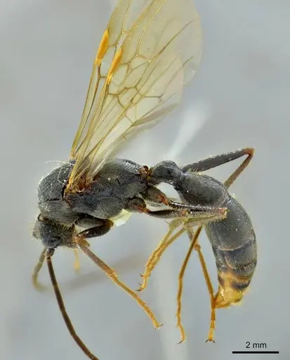 Ectatomma vizottoi specimen