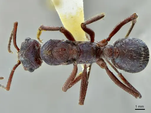 Ectatomma vizottoi - ANTWEB1014005