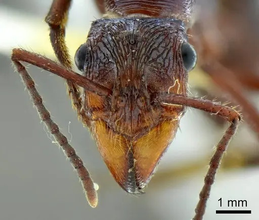 Ectatomma vizottoi - ANTWEB1014005