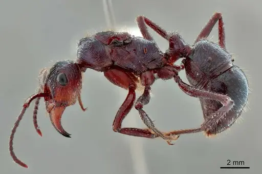 Ectatomma vizottoi - ANTWEB1014005