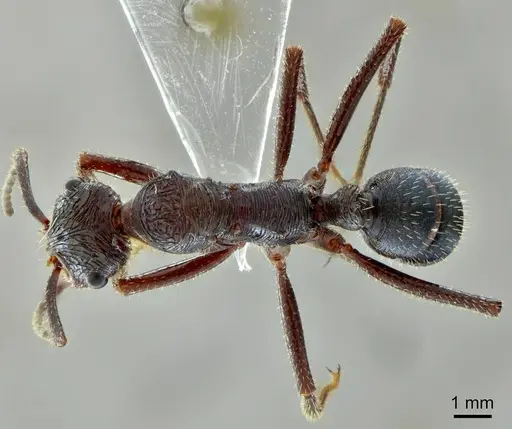 Ectatomma vizottoi - ANTWEB1014006