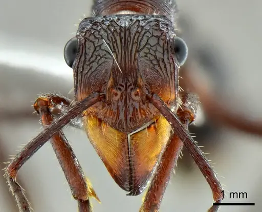 Ectatomma vizottoi - ANTWEB1014006