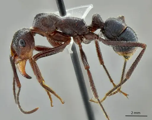 Ectatomma vizottoi - ANTWEB1014006