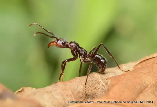 Ectatomma vizottoi - ANTWEB1014006