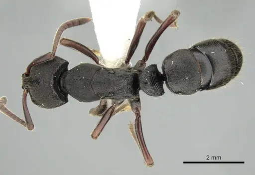 Ectomomyrmex aciculatus specimen