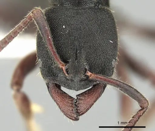 Ectomomyrmex aciculatus specimen
