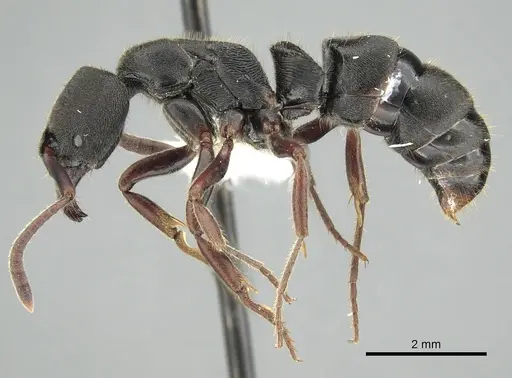 Ectomomyrmex aciculatus specimen