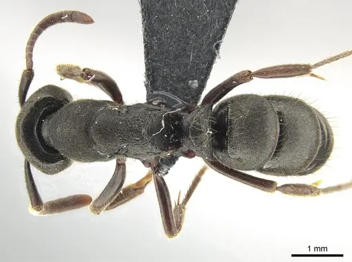 Ectomomyrmex aciculatus - CASENT0650198