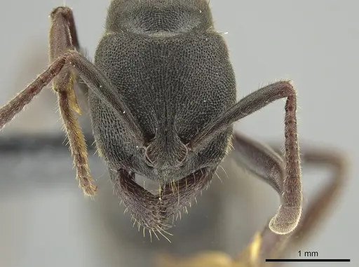 Ectomomyrmex aciculatus - CASENT0650198