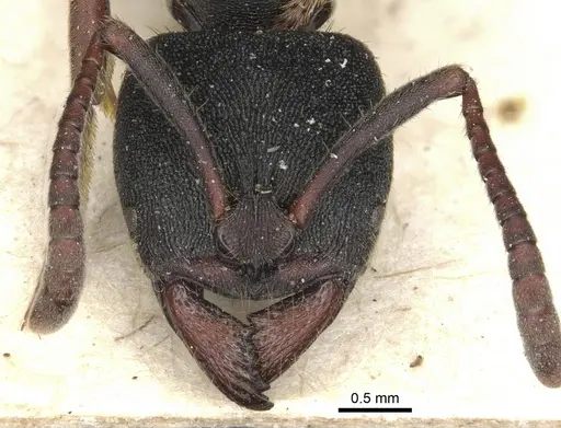 Ectomomyrmex aciculatus - CASENT0903899