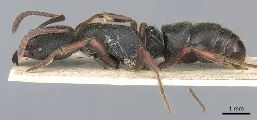 Ectomomyrmex aciculatus - CASENT0903899