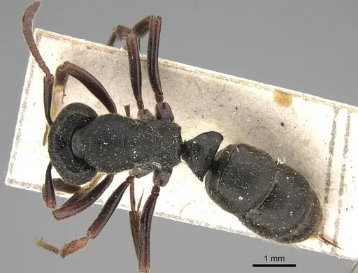 Ectomomyrmex aciculatus - CASENT0922434