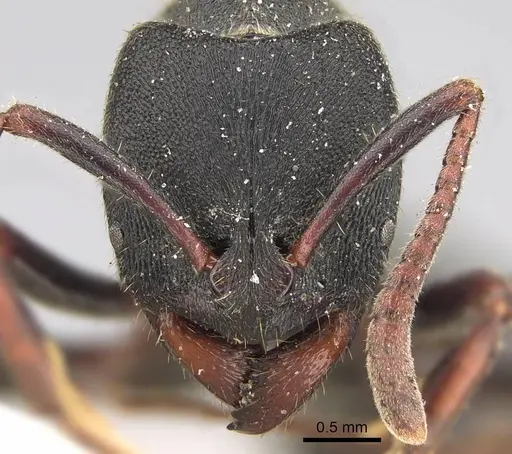 Ectomomyrmex aciculatus - CASENT0922434