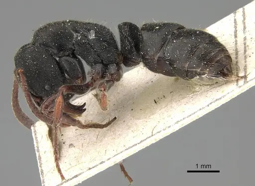 Ectomomyrmex aciculatus - CASENT0922434