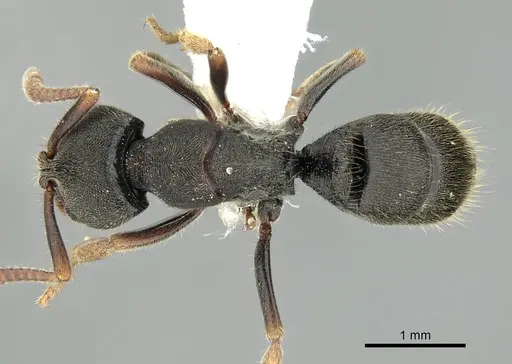 Ectomomyrmex acutus specimen