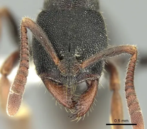 Ectomomyrmex acutus specimen