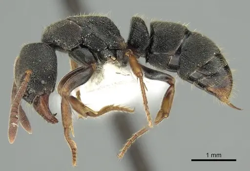 Ectomomyrmex acutus specimen