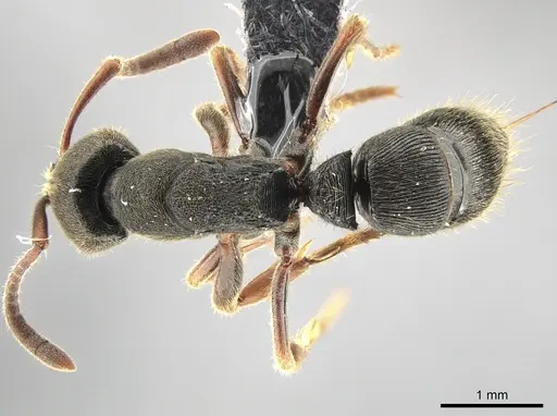 Ectomomyrmex acutus - CASENT0650362