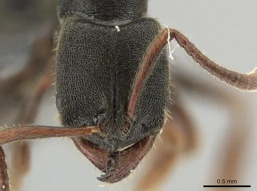 Ectomomyrmex acutus - CASENT0650362