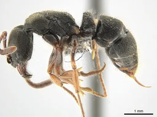 Ectomomyrmex acutus - CASENT0650362