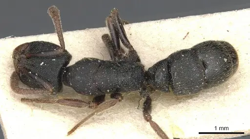 Ectomomyrmex acutus - CASENT0903902