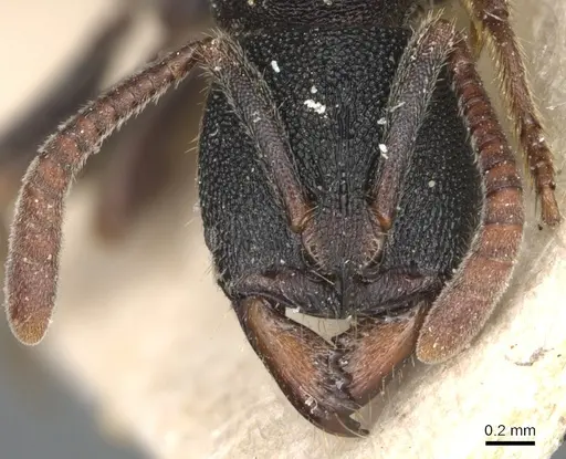 Ectomomyrmex acutus - CASENT0903902