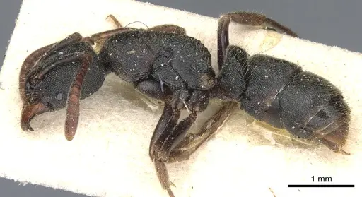 Ectomomyrmex acutus - CASENT0903902