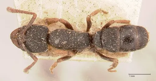 Ectomomyrmex acutus - FOCOL0962