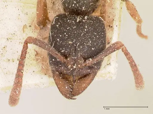 Ectomomyrmex acutus - FOCOL0962