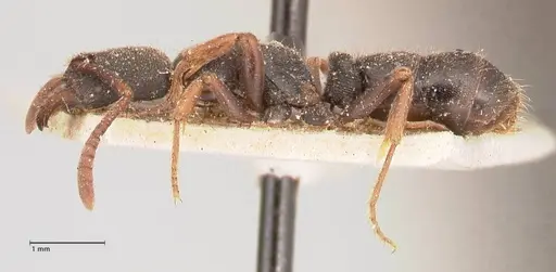 Ectomomyrmex acutus - FOCOL0962