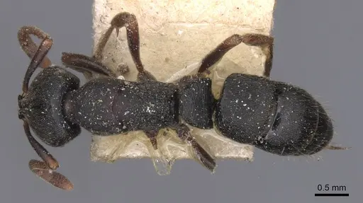 Ectomomyrmex aequalis specimen