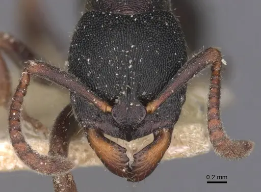 Ectomomyrmex aequalis specimen