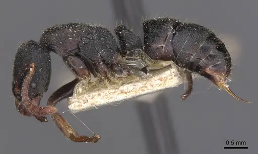 Ectomomyrmex aequalis specimen