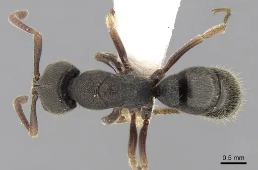 Ectomomyrmex annamitus specimen