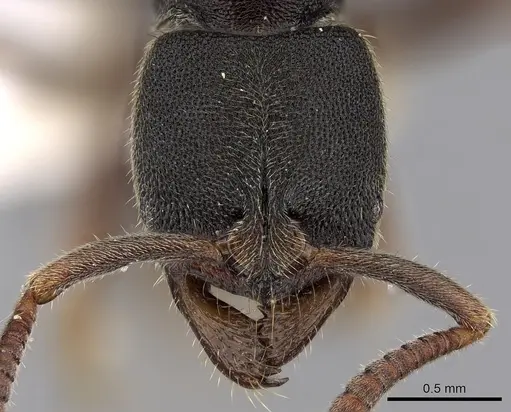 Ectomomyrmex annamitus specimen