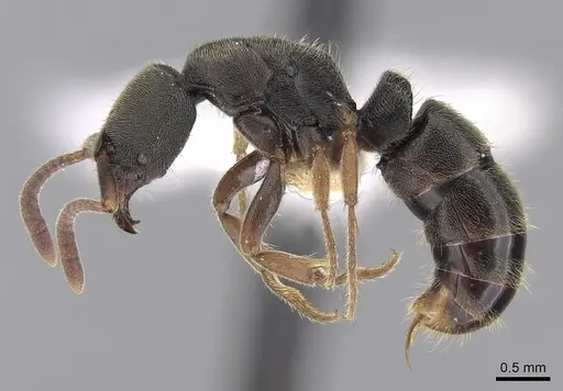Ectomomyrmex annamitus specimen