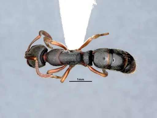 Ectomomyrmex annamitus - CASENT0863371