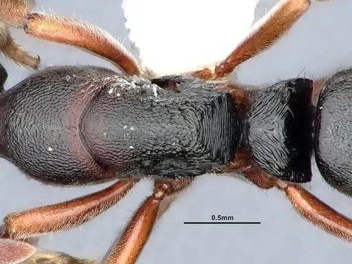 Ectomomyrmex annamitus - CASENT0863371