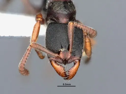 Ectomomyrmex annamitus - CASENT0863371