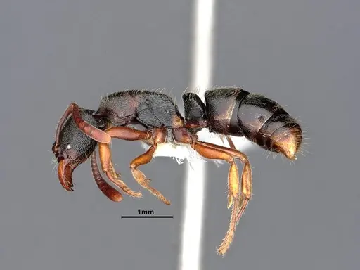 Ectomomyrmex annamitus - CASENT0863371