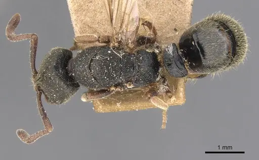 Ectomomyrmex annamitus - CASENT0907268