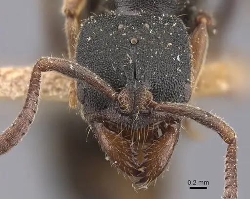 Ectomomyrmex annamitus - CASENT0907268