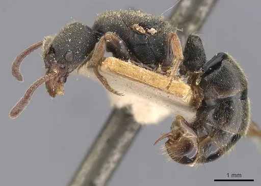 Ectomomyrmex annamitus - CASENT0907268