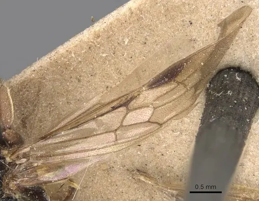 Ectomomyrmex annamitus - CASENT0907268