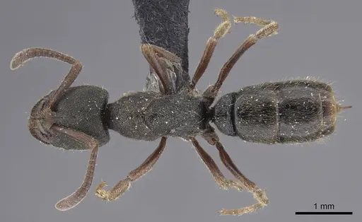 Ectomomyrmex annamitus - CASENT0915468