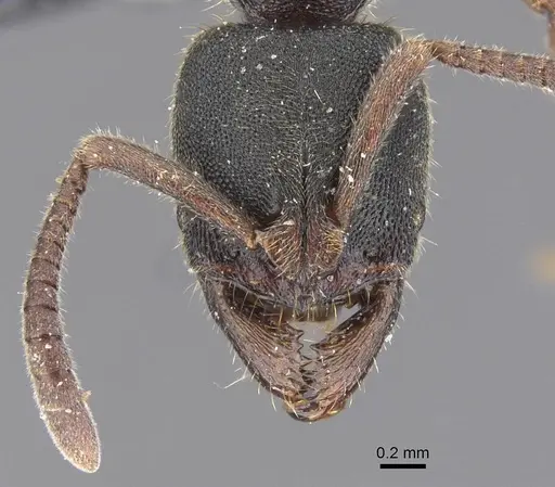 Ectomomyrmex annamitus - CASENT0915468