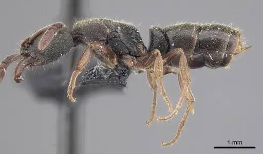 Ectomomyrmex annamitus - CASENT0915468