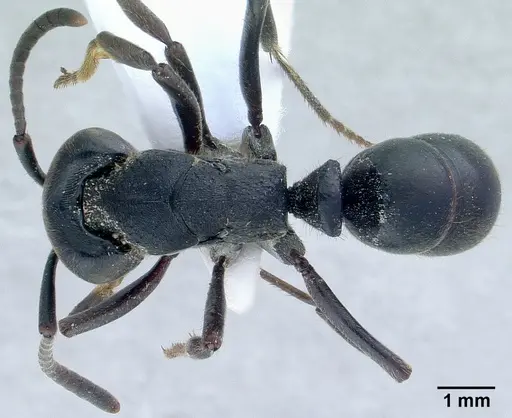 Ectomomyrmex astutus specimen